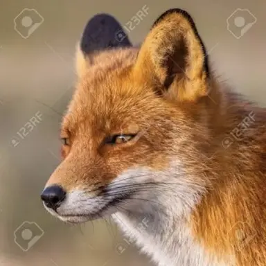 Profile image of 여우