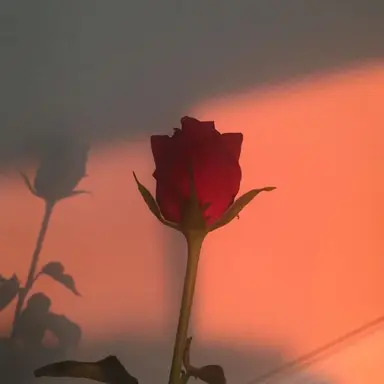 Profile image of 서한솔