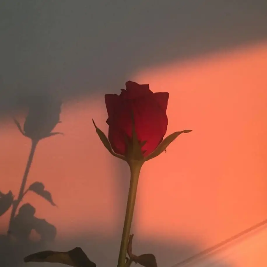 Iwanthome365의 히어로 뜰팁
