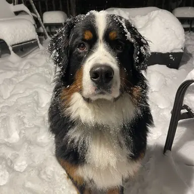 Profile image of Bruno