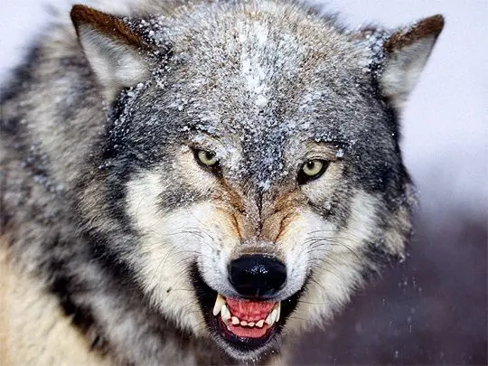 Profile image of Wolf