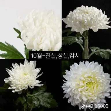 Profile image of 나이트메어