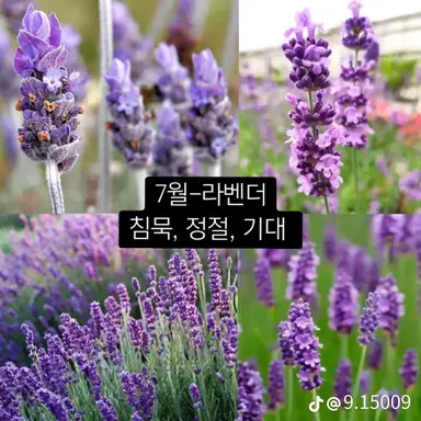 Profile image of 보이드