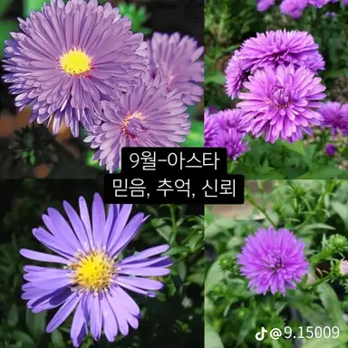 Profile image of 오블리비언