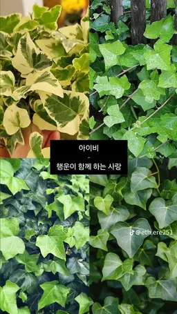 Profile image of 위키드