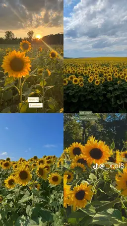 Profile image of 케스텔