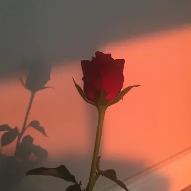 Profile image of 라더