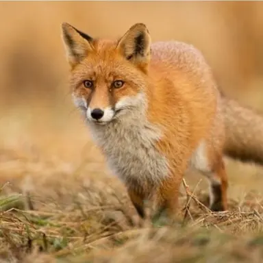 Profile image of 여우