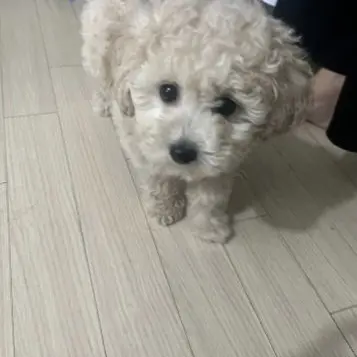 Profile image of 늑대