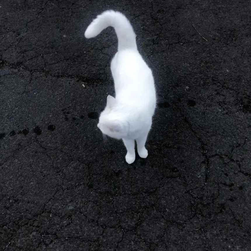 ..o_o의 고양이인형