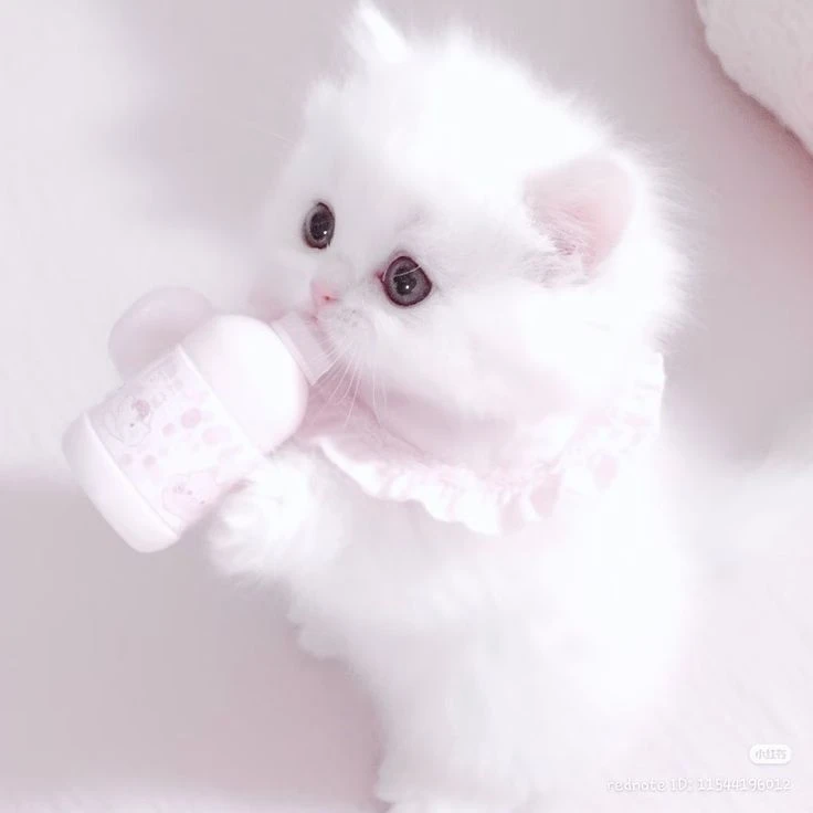 ミンス