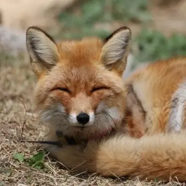 Profile image of 여우