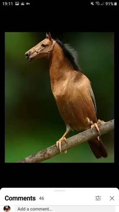 Profile image of Nimbus