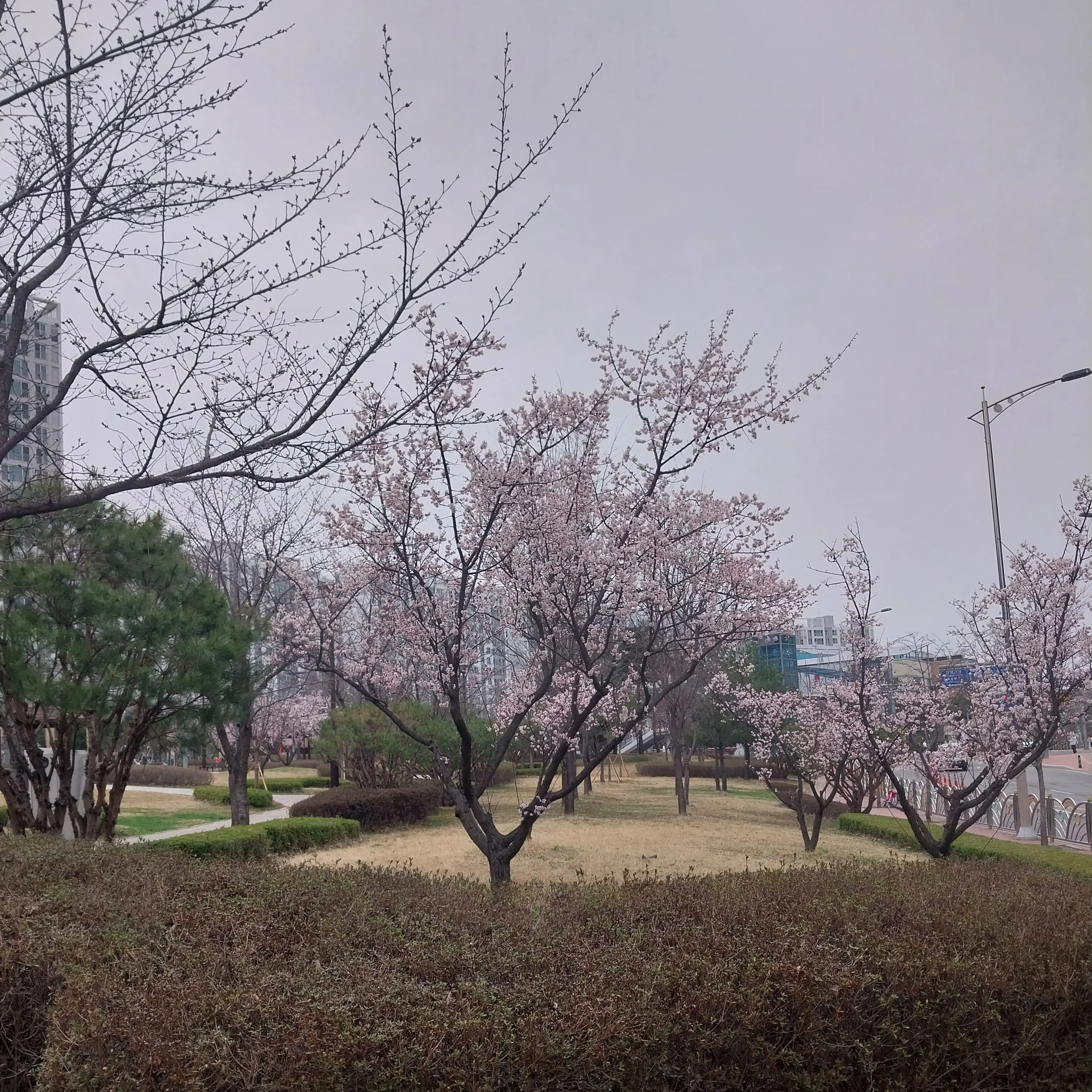 SinfulHost8238의 평여중 여학생