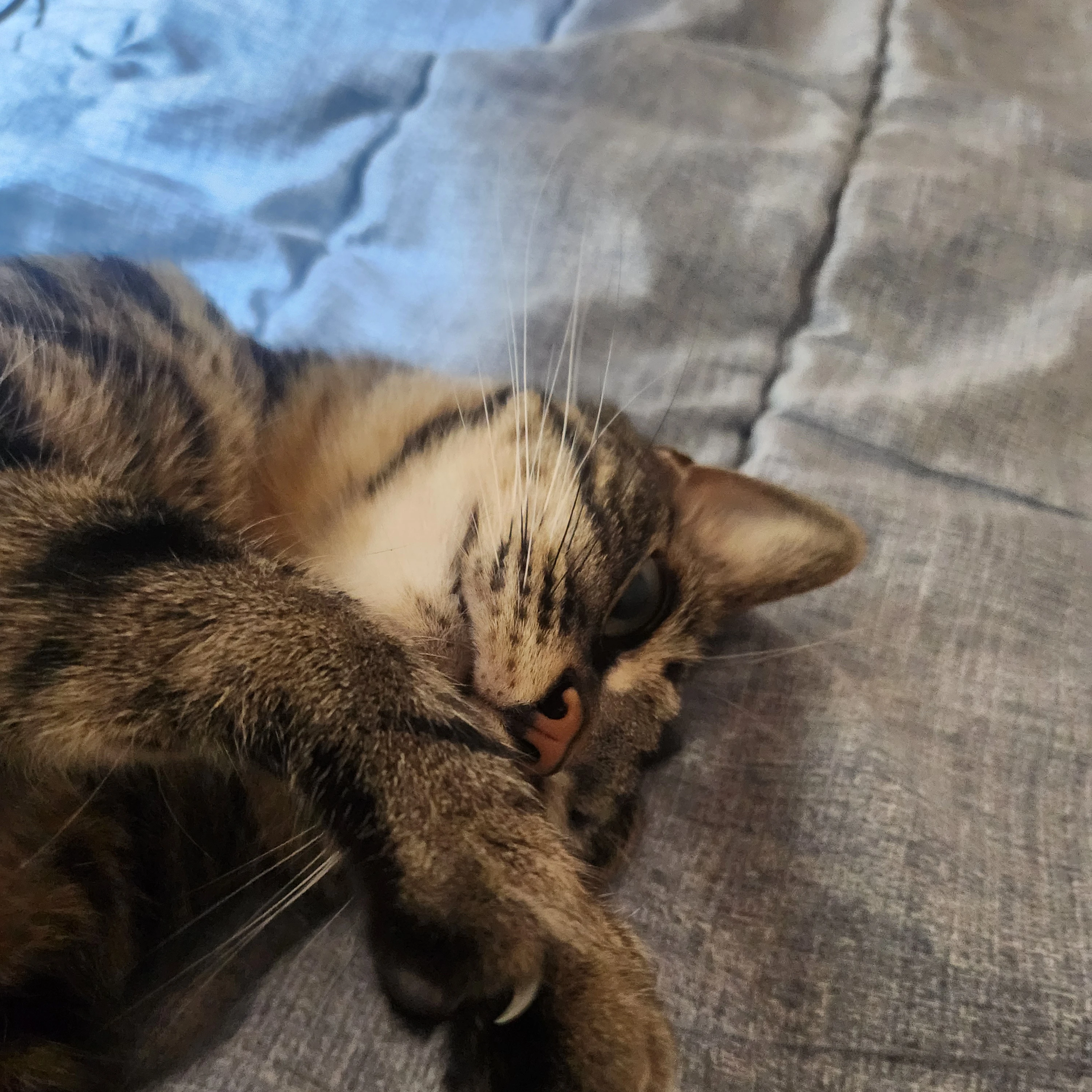 초코