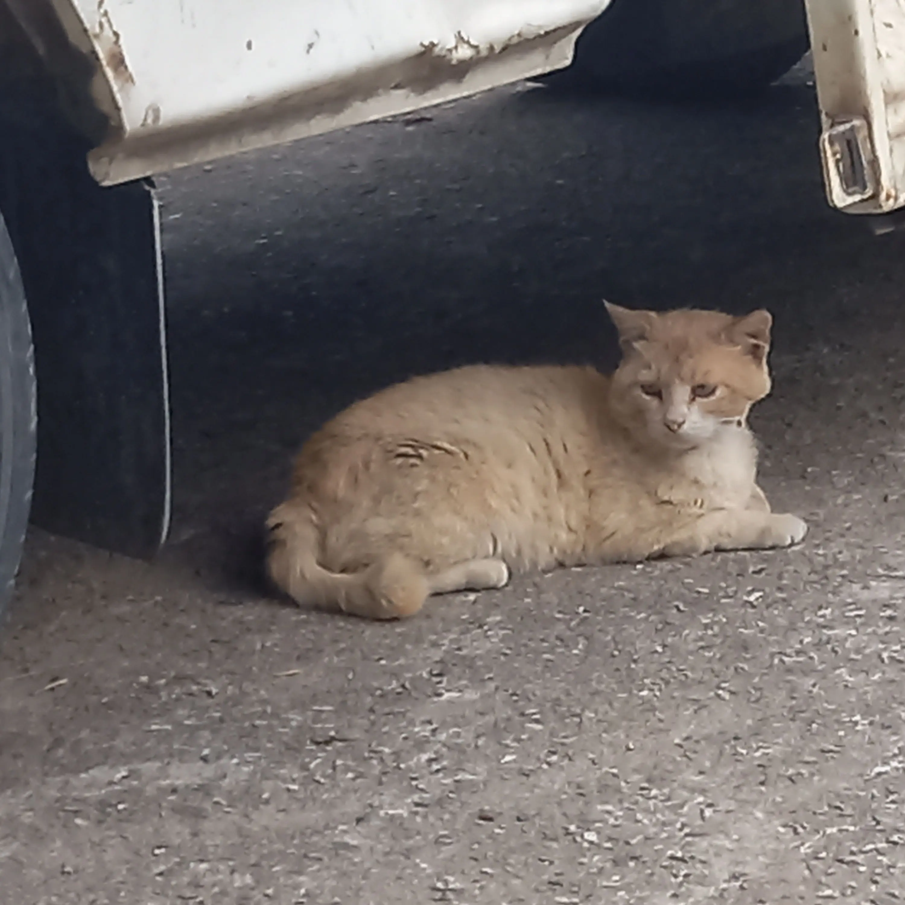 DrunkZebra1716의 이도진