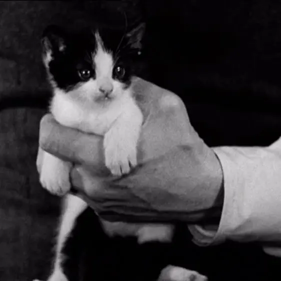 menma의 The Hitman and the Stray