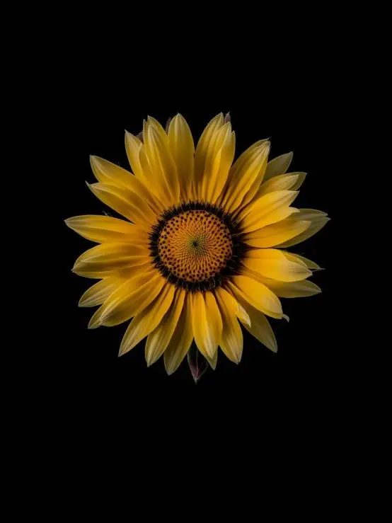 joong_dok의 그의밤 X 패러다이스