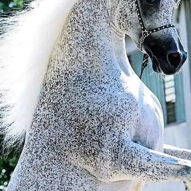 Profile image of Rodeo