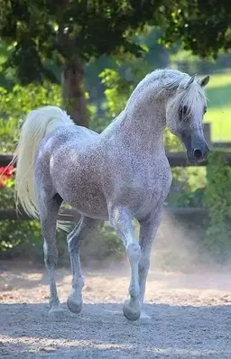 Profile image of Rodeo