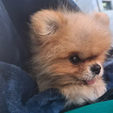 Profile image of 필