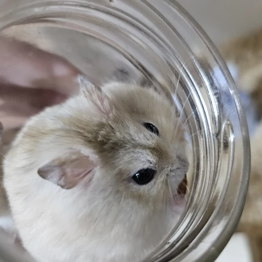뚱땡이