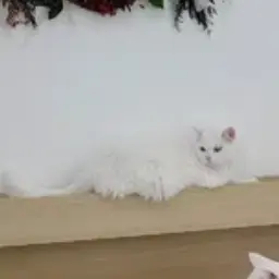 Profile image of 크림