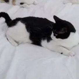 고양이 산책 대표 이미지