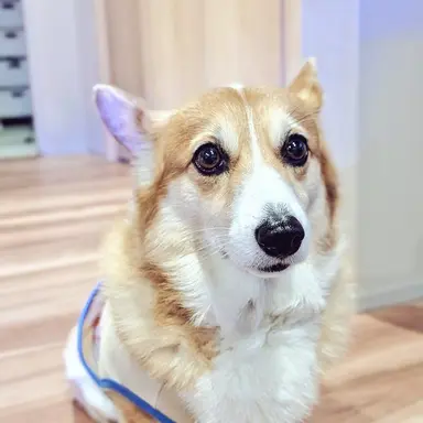 Profile image of ハル
