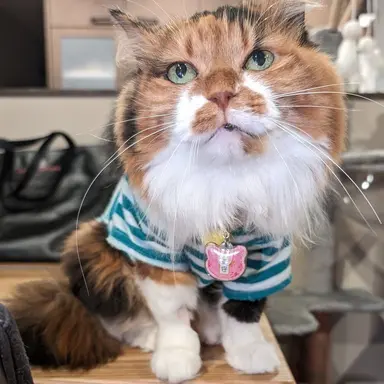 Profile image of ディス子