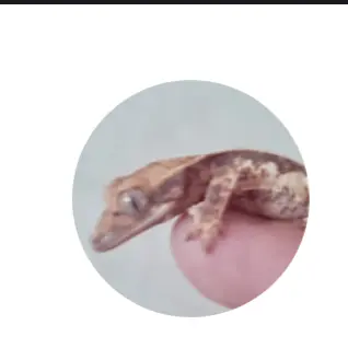 Profile image of 닌냥