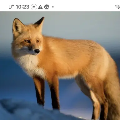 Profile image of 여우