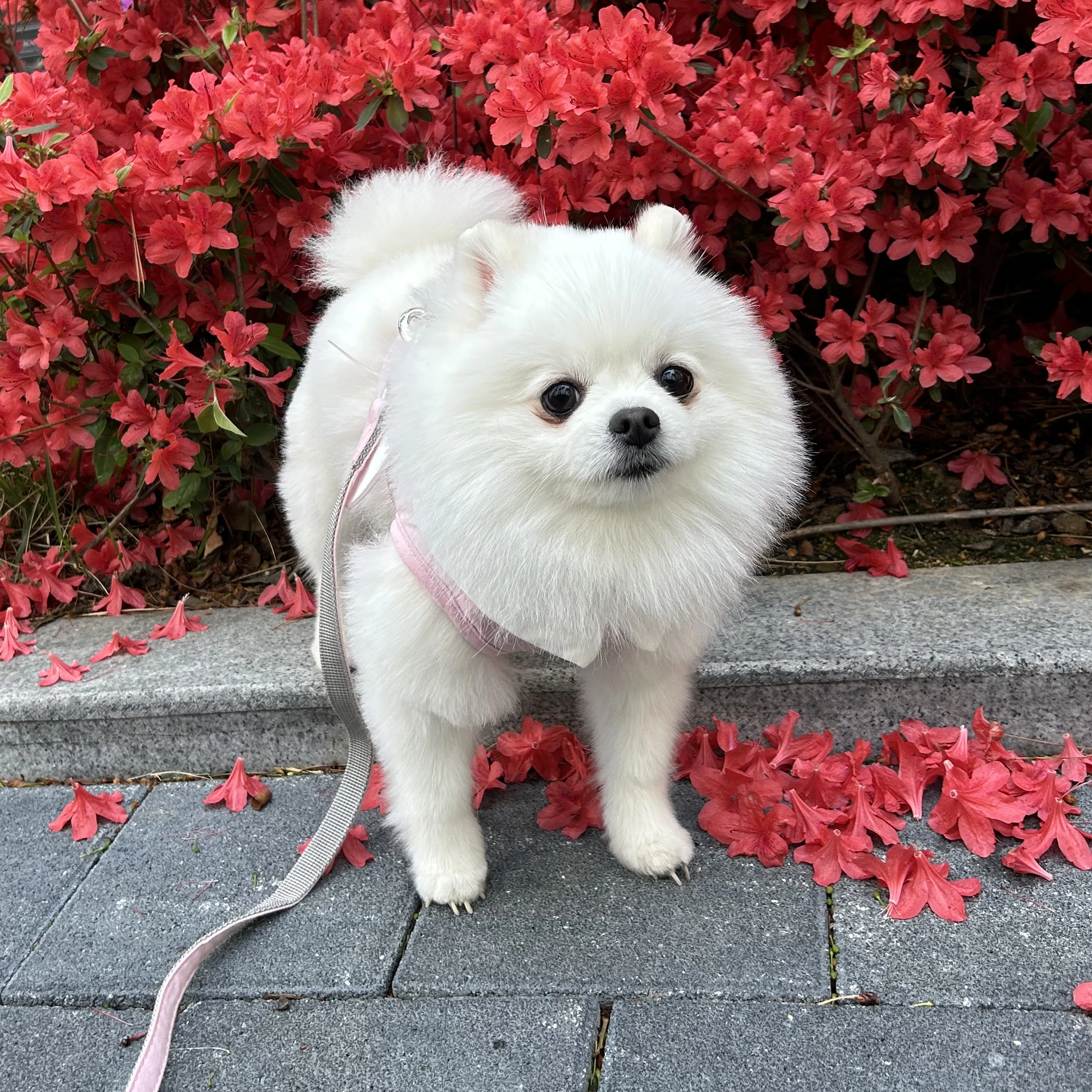 모모