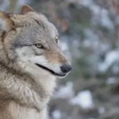 Profile image of 늑대