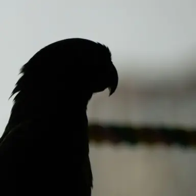 Profile image of アンノウン