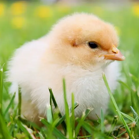 SnazzyUnau9296의 곧 치킨이 될 병아리