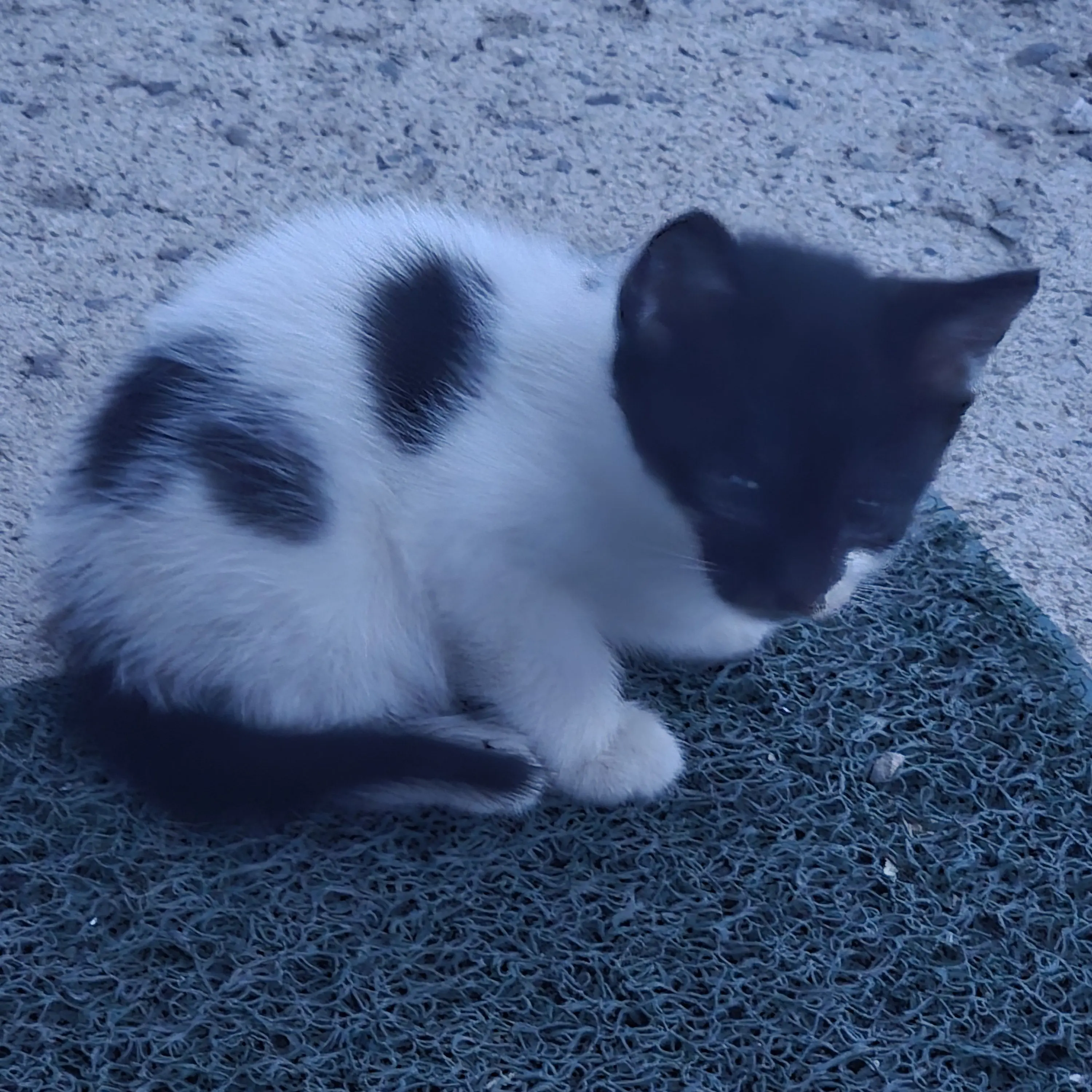 BusyHusky0489의 내가 이불에 오줌지려서 기저귀를 찻다