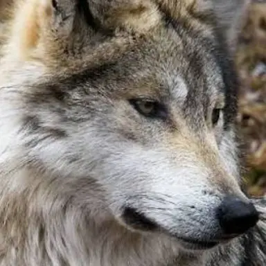 Profile image of 김늑대