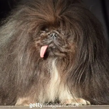 Profile image of 늑대