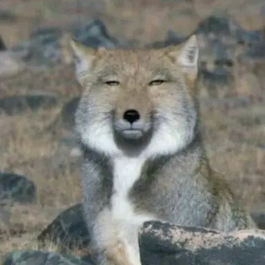 Profile image of 김여우