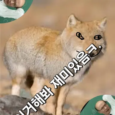 Profile image of 여우 ㅅㄲ