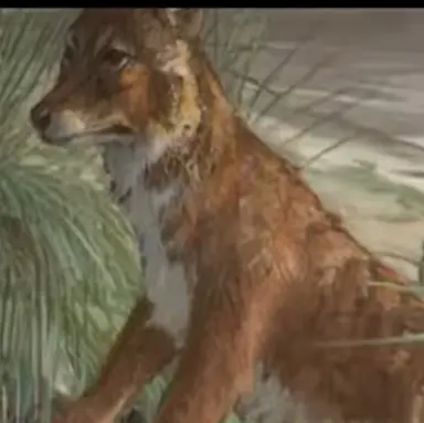 Profile image of 여우