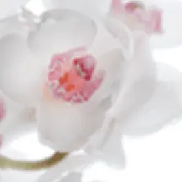 Profile image of らっだぁ