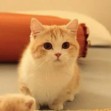 SimpleSkate6377의 고양이 키우기