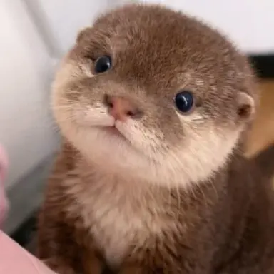 Profile image of ショウタロウ
