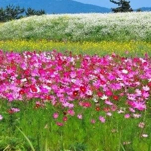 사랑하는 친할머니