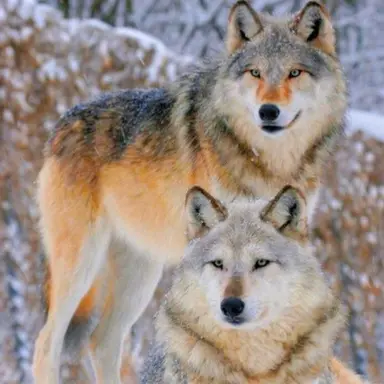 Profile image of 늑대