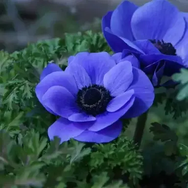 Profile image of らっだぁ