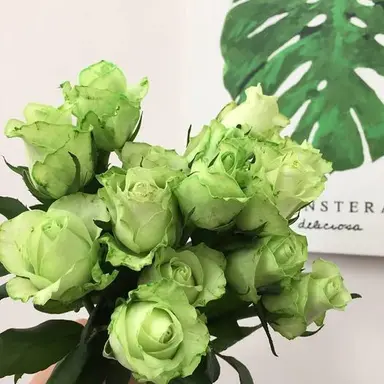 Profile image of 공룡