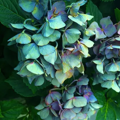 Profile image of 잠뜰